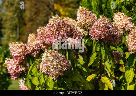 Grappoli di fiori di ortensia rosa e bianchi sbocciano tra foglie verdi lussureggianti su un arbusto in un parco soleggiato durante l'autunno. La luce intensa evidenzia la l Foto Stock