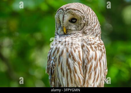 Prima piano di un gufo striato (Strix varia) nella British Columbia, Canada Foto Stock