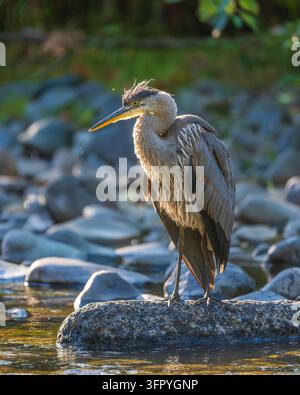 Unairone cenerino (Ardea herodias) in piedi su una roccia in un fiume, in attesa di pesci, Isola di Vancouver, Columbia Britannica, Canada Foto Stock