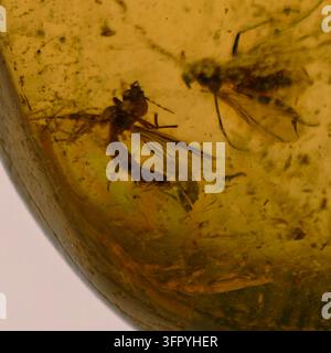Un primo piano dettagliato che cattura due zanzare antiche o insetti simili perfettamente conservati in un fossile di resina ambrata trasparente e marrone dorato. Foto Stock