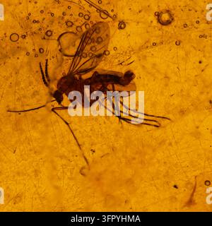 Una fotografia ad alta risoluzione in primo piano che cattura un insetto antico, probabilmente una zanzara, perfettamente conservato in un pezzo di ambra traslucida. L'am Foto Stock