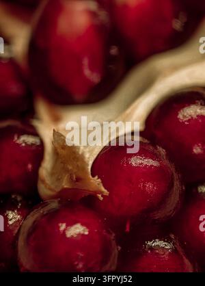 Una vista in primo piano estrema di arilli di melograno rosso vivace incastonati nella buccia interna pallida e strutturata. Gli arilli sono lucidi e sembrano succosi, con sl Foto Stock