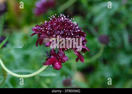 Scabiosa atropurpurea Black Knight, scabiosa nera, fiori a spillo doppi e completamente pieni di un marrone scuro profondo, quasi neri, stami bianchi contrastanti Foto Stock
