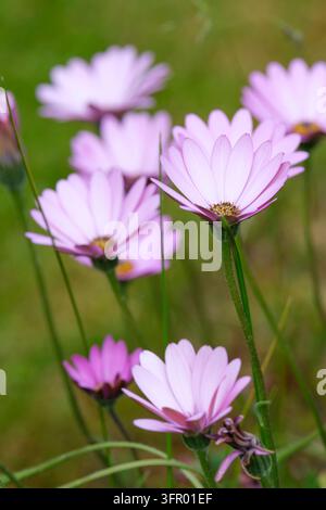 Osteospermum Stardust, margherita africana Stardust, fiori a forma di margherita di un rosa-lilla brillante che sfumano in un rosso più scuro. Foto Stock