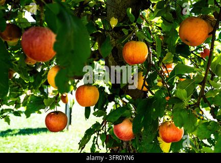 Mele sulla vite in un frutteto del Maryland. Foto Stock