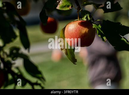 Mele sulla vite in un frutteto del Maryland. Foto Stock
