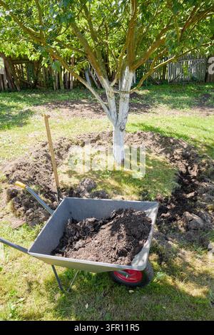 Lavoro di giardinaggio in un frutteto biologico. Foto Stock