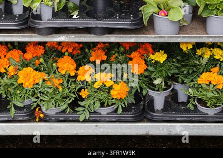 Fiori di calendula arancioni e gialli in vasi su scaffali di vivai. Sfondo floreale per piante ornamentali, giardinaggio e fiori stagionali. Foto Stock