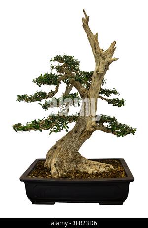 Antico bonsai di olivo con legno morto in vaso di ceramica isolato su sfondo bianco Foto Stock