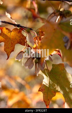 Semi di elicottero d’acero e foglie autunnali venate su un ramo, illuminate dalla luce del sole su uno sfondo boschivo rustico leggermente sfocato. Foto Stock