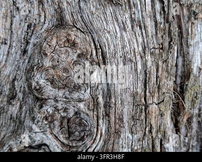 Texture di corteccia d'albero ruvida e consumata con nodi di legno unici e vortici intricati, sfondo dettagliato di superficie in legno rustico per un design naturale organico Foto Stock