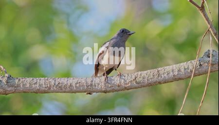 Magpie-Robin orientale (Copsychus saularis) appollaiato su un ramo orizzontale con sfondo di fogliame verde durante il giorno. Primo piano di un piccolo così Foto Stock
