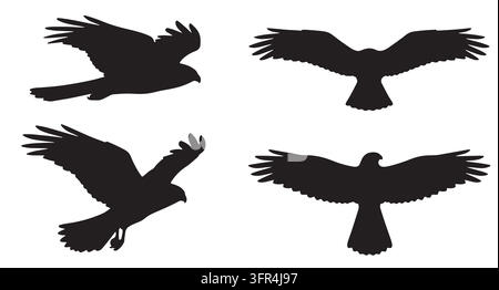 Set di silhouette di aquila in varie pose di volo con preda Illustrazione Vettoriale