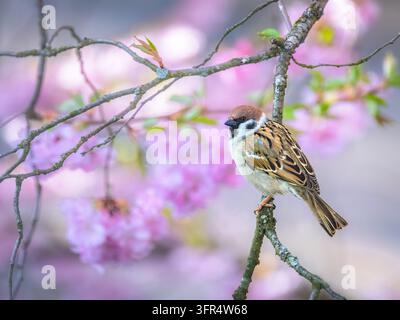 Passero comune eurasiatico appollaiato su un ramo snello circondato da morbidi fiori primaverili rosa. La sua corona castana, guancia bianca con una macchia nera distintiva Foto Stock