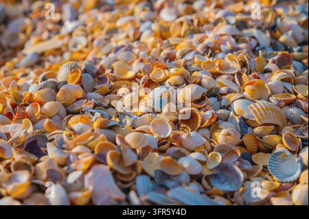 Primo piano di molte piccole conchiglie di rapana sulla spiaggia dorata. Scatto macro con profondità di campo ridotta. Spazio di copia Foto Stock