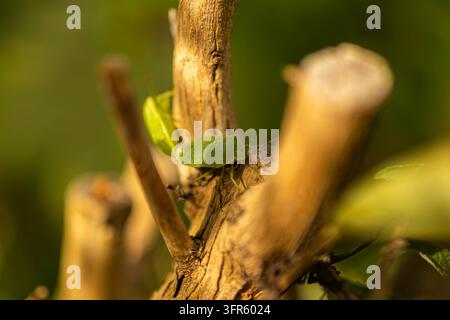 Cimice verde (Palomena prasina) in accoppiamento, Renania-Palatinato, Germania Foto Stock