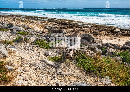 Spiaggia rocciosa sull'isola di Cozumel nel Quintana Roo, Messico, che mostra un tronco di legno galleggiante eroso tra le pietre e la vegetazione costiera rada. In t Foto Stock