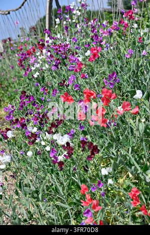mescole di colori di fiori estivi fragranti di pisello odoroso, Lathyrus odoratus che crescono in un giardino del Regno Unito a luglio Foto Stock