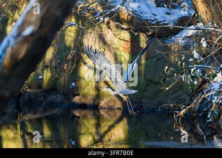 Airone cenerino (Ardea cinerea) in volo dinamico che decolla dalla superficie del fiume con le ali largamente spiegate in inverno vicino ad Amburgo, Germania. Foto Stock