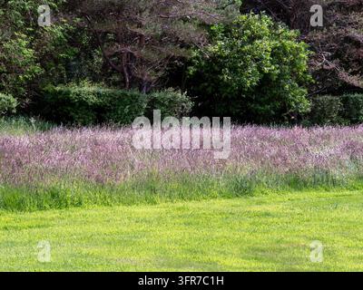 Erba fiorita Yorkshire Fog in un giardino Foto Stock