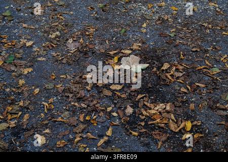 Sentiero di asfalto scuro e bagnato coperto di foglie autunnali cadute e una singola foglia d'acero pallida vicino a Salisburgo, Austria Foto Stock