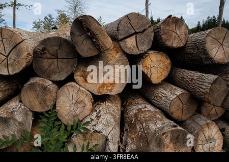 Mucchio di tronchi abbattuti visti dal basso contro un cielo nuvoloso in una foresta vicino a Salisburgo, Austria Foto Stock