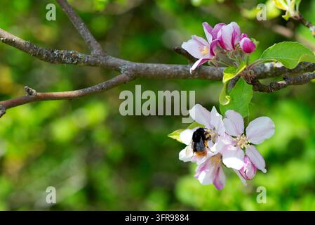 Api che impollina fiori di melo su un ramo, primo piano Foto Stock