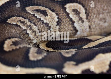 Macro close-up di una giovane Pitone reale del Mojave (Python regius) con texture di scaglie che evidenzia l'intricato motivo naturale e le squame di un serpente giovane Foto Stock