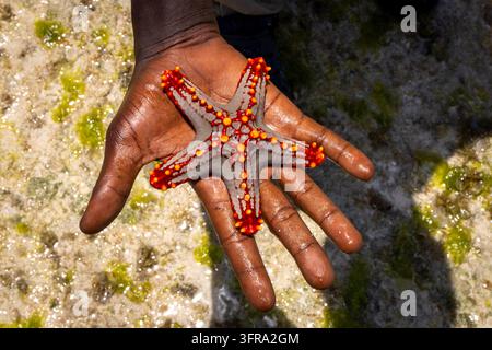 Primo piano di una mano aperta e bagnata di un uomo che tiene una stella marina rossa e arancione con spine nodose sopra un fondale sabbioso con alghe verdi alla luce del sole brillante Foto Stock