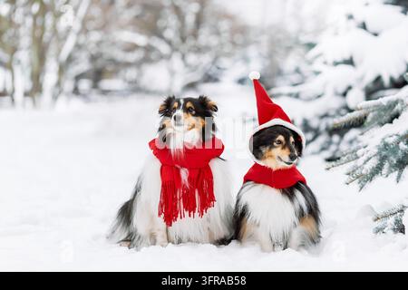 Due piccoli cani carini e divertenti con cappotto rosso di Babbo Natale che giocano nella neve. Cani Sheltie felici che si divertono con i fiocchi di neve. Vacanze invernali all'aperto felicità Foto Stock