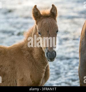 Puledro Paso Fino con giumente in un pascolo gelato Foto Stock