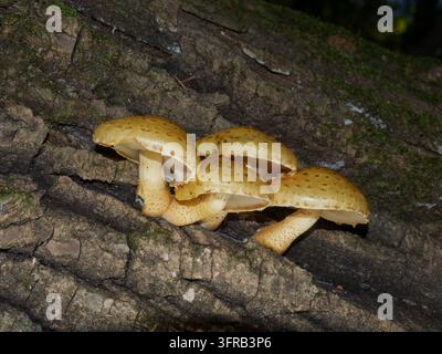 Un gruppo di funghi giallastri a cappello squamoso appartenenti al genere Pholiota che crescono su un tronco d'albero caduto. Quebec, Canada Foto Stock