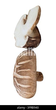 La vista frontale del fungo shiitake con metà in pila è isolata su sfondo bianco con percorso di ritaglio. Foto Stock