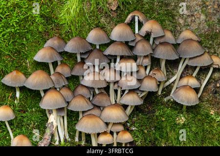 Gruppo di Coprinellus micaceus, noto anche come cappello di mica o funghi d'inchiostro scintillanti, che crescono su un terreno boschivo muschioso, rappresentando la natura, l'ecologia, Foto Stock