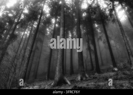 Vista in bianco e nero di alti coni che svaniscono in una fitta nebbia su una collina boscosa. La luce soffusa di fondo e le ombre profonde creano un'atmosfera inquietante e misteriosa Foto Stock