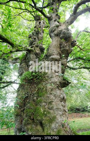 Un tronco massiccio, nodoso e intrecciato di un antico castagno (Castanea Sativa) con una corteccia fortemente strutturata in un campo. Foto Stock