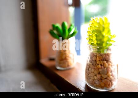 Due piccole piante succulente artificiali in piccoli vasi di vetro riempiti con ciottoli decorativi, posate su un davanzale di legno contro uno sfondo luminoso e leggermente sfocato Foto Stock