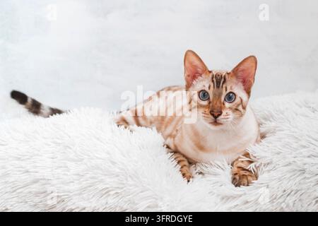 Bellissima gatta del Bengala con occhi blu su una coperta bianca morbida e soffice a quadri Foto Stock