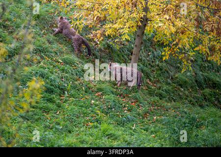 Due giovani cuccioli di ghepardo (Acinonyx jubatus) che giocano su un pendio erboso, uno salta in salita vicino a un albero autunnale allo Zoo di Praga. Praga, Repubblica Ceca Foto Stock