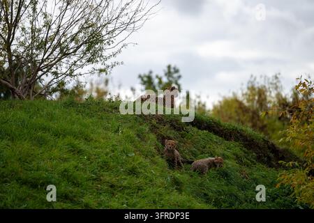 Un ghepardo adulto (Acinonyx jubatus) che riposa su una cresta erbosa mentre due cuccioli esplorano il pendio sottostante allo zoo di Praga. Praga, Repubblica Ceca – Ott Foto Stock