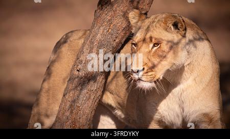 Un leone che pedina la sua preda da dietro un albero Foto Stock