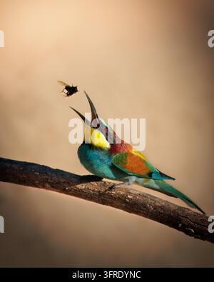 Un uccello canoro che cattura un insetto Foto Stock