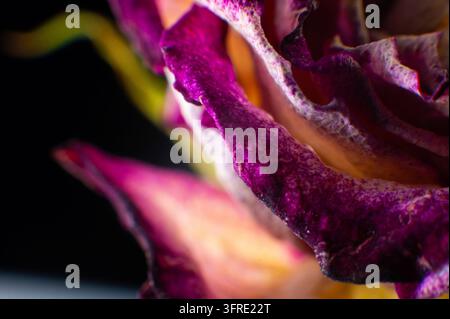 Fiore di rosa secco, primo piano. Macro di una rosa sbiadita, si può vedere la trama dei petali Foto Stock