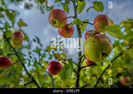 Primo piano di numerose mele mature su un melo vicino a Grandsberg nella Bassa Bavaria, Bavaria. I frutti colorati rosso-verdi pendono tra foglie fresche un Foto Stock