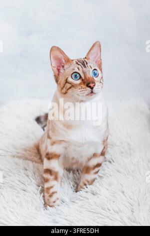Giovane gatto Bengal argentato tabby con bellissimi occhi azzurri su una morbida trapunta bianca a quadri Foto Stock