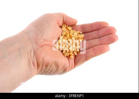 Mano che tiene una porzione di piselli gialli secchi e spezzati su una superficie bianca. Foto Stock