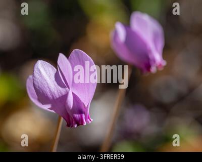 Prima vista di fiori rosa viola brillanti del ciclamino hederifolium selvatico, noto anche come pane di maiale o ciclamino a foglie di edera, che fiorisce all'aperto in autunno Foto Stock