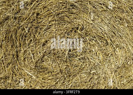 Sfondo a trama di paglia secca. Dettagli in primo piano di una pagliaia di grano nel campo dell'agricoltore Foto Stock