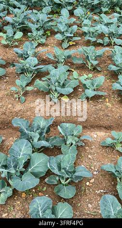 giovani piante di cavolo verde che crescono in un campo, colture di ortaggi a foglia piantate in file dritte, concetto di agricoltura biologica e industria agricola Foto Stock