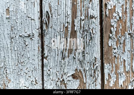 Prima vista a tutto campo di una superficie in legno rustico con vernice bianca pesantemente distrutta e sfaldata. La vernice crepata e strutturata rivela il legno marrone naturale Foto Stock